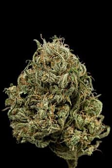dinafem cheese xxl