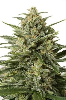 dinafem white widow xxl