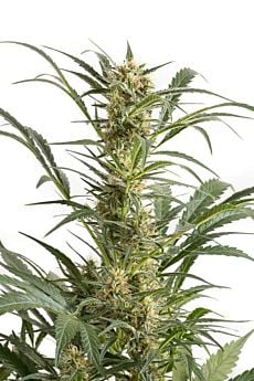 dinafem amnesia xxl