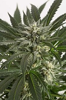 dinafem blue critical