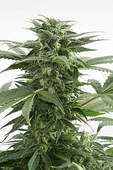 haze xxl auto