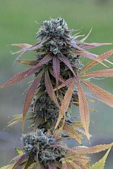 Dinafem Blue Kush