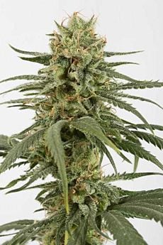 dinafem amnesia cbd