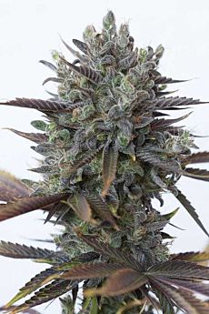 dinafem purple orange cbd