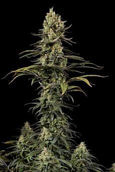 dinafem early amnesia cbd
