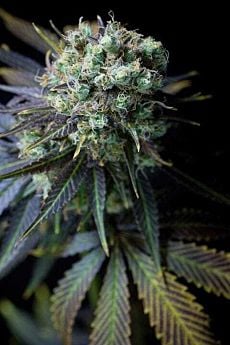dinafem dinamed cbd