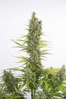 dinafem amnesia cbd auto