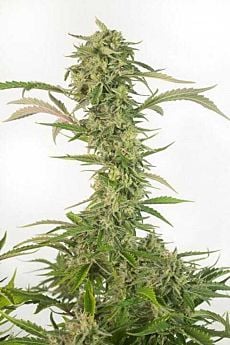 dinafem og kush cbd auto