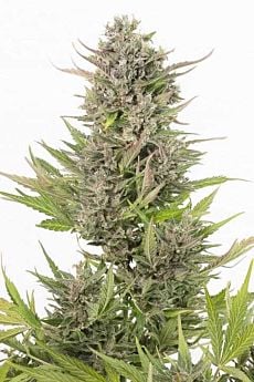 dinafem critical+ cbd auto