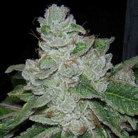 Archive Seeds Face Off OG BX2 Regular