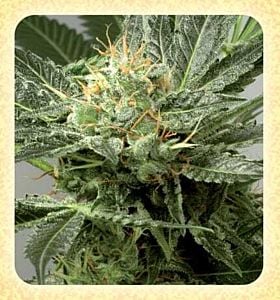 de sjamaan fast skunk