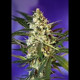 Sweet Seeds fast Bud #2 Auto Fem