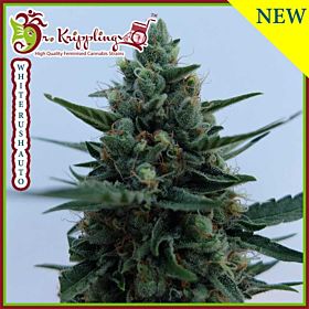 dr krippling white rush auto