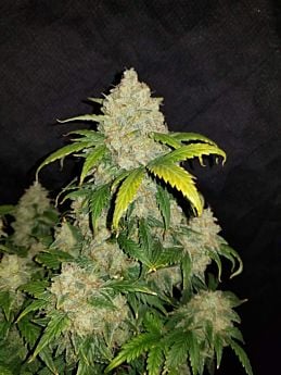 Zkittlez Auto Fem