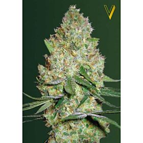 Victory Seeds Chronic Monster XXl Fem