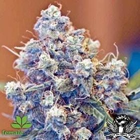 Female Seeds ICED Grapefruit Feminised
