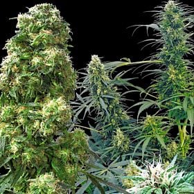 Feminized Seeds British Outdoor Mix