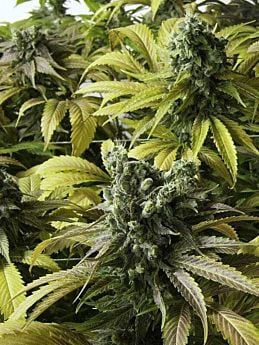 humboldt desert diesel
