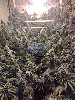 humboldt seeds amherst sour diesel
