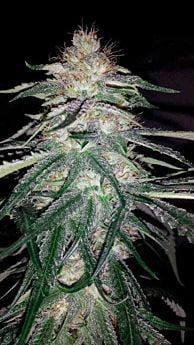 lost coast og