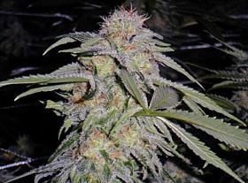 lost coast hashplant