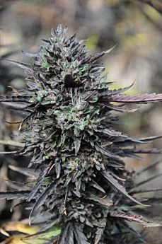 purple trainwreck
