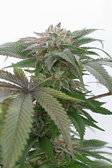humboldt seeds bubba kush 2.0