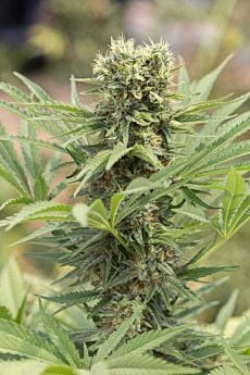 humboldt seeds dedoverde haze