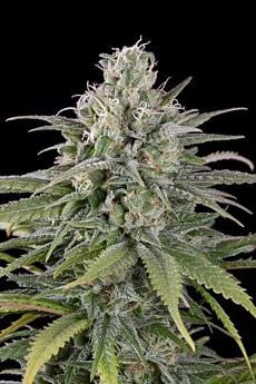 uk cheese auto