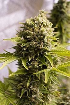 humboldt seeds bubba cheese auto