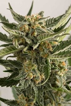 lost coast skunk auto