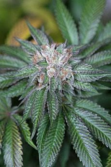 master kush