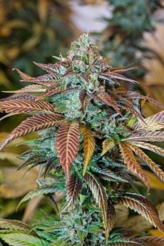 lemon kush headband