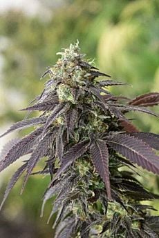 humboldt seeds 707 headband