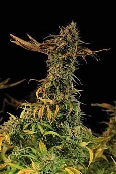 Blueberry Headband