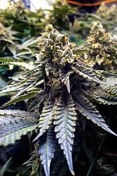 Chocolate Mint OG 