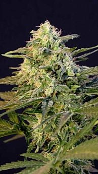 BlimBurn Seeds OG's Kush Feminised