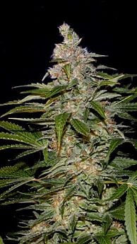 BlimBurn Seeds Kabrales Automatic Feminised