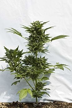 Dutch Passion Taiga Autoflowering Feminised