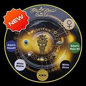 Green House Company Sativa Indica Mix B Feminised