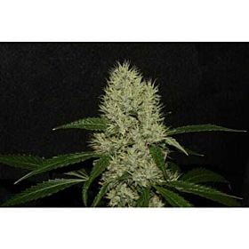 Alpine Seeds OG Kush Mix 