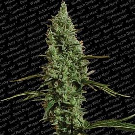 Paradise Seeds Atomical Haze Feminised
