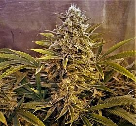 Mosca Seeds Firefly Reg
