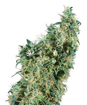 Sensi Seeds - First Lady Regular