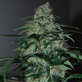 black skull five-o