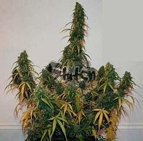 flash seeds formula one auto