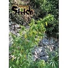 Flash Seeds - Muay Thai