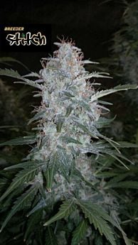 Flash Seeds - White Sirius