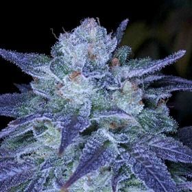 Archive Seeds OverFLO Regular