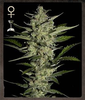 strain hunters flower bomb kush